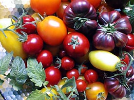 tomaten1.jpg
